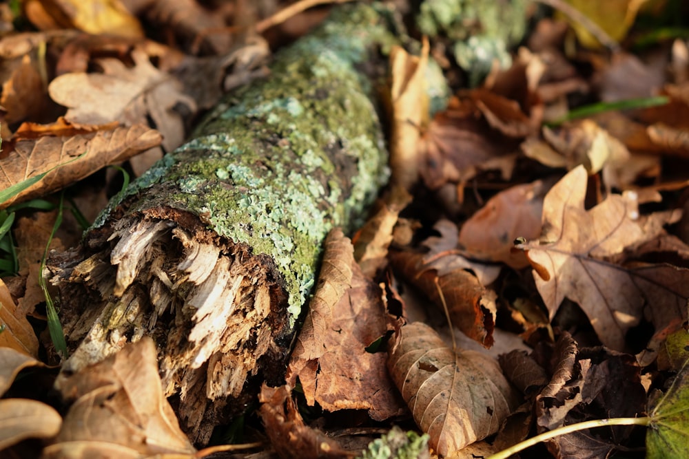 a mossy log laying on the ground surrounded by leaves
