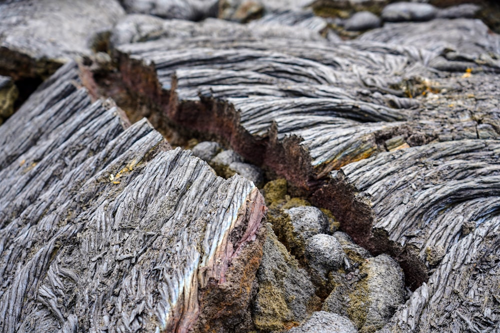 a close up of a tree trunk with moss growing on it