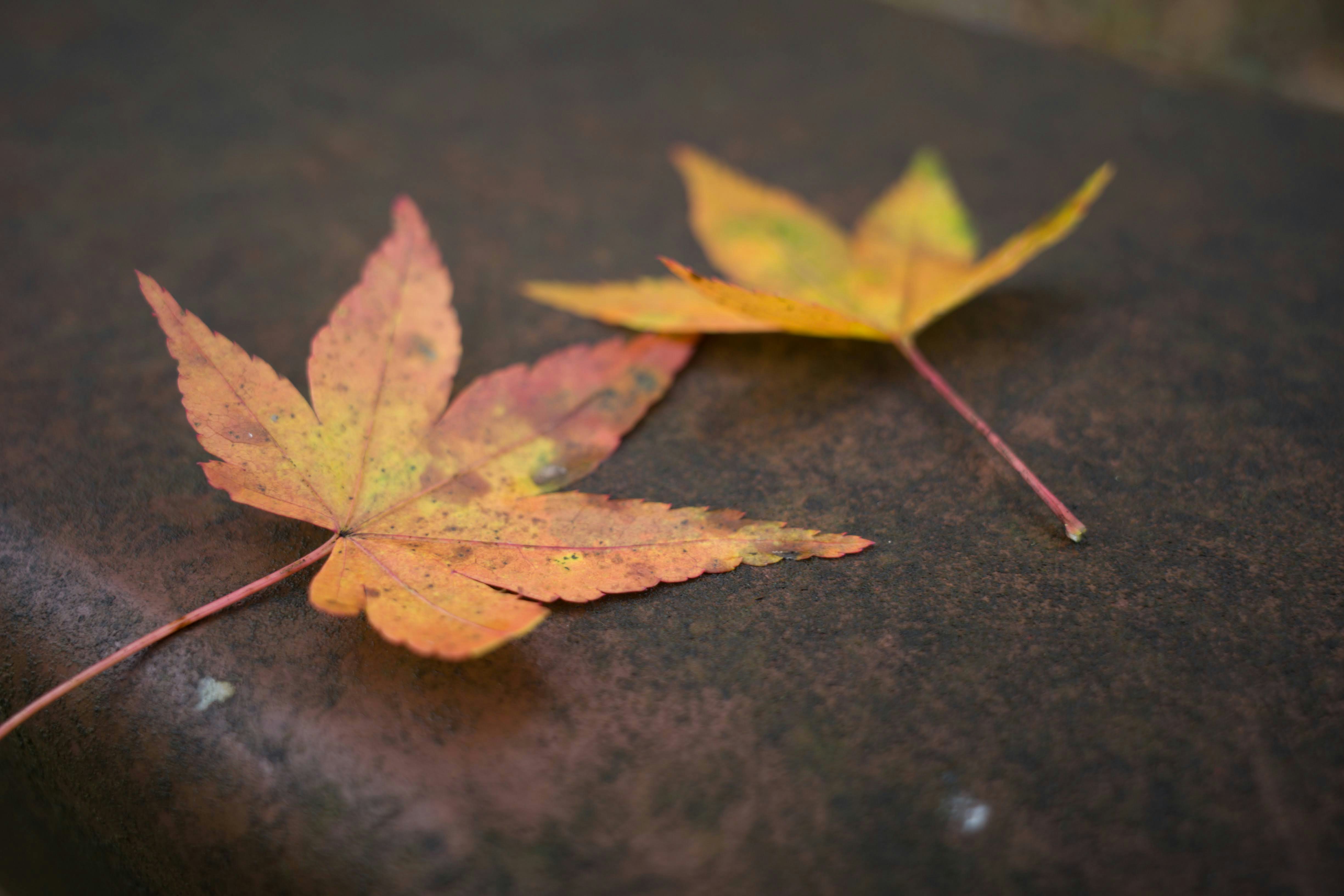 Photo by hotakasaito