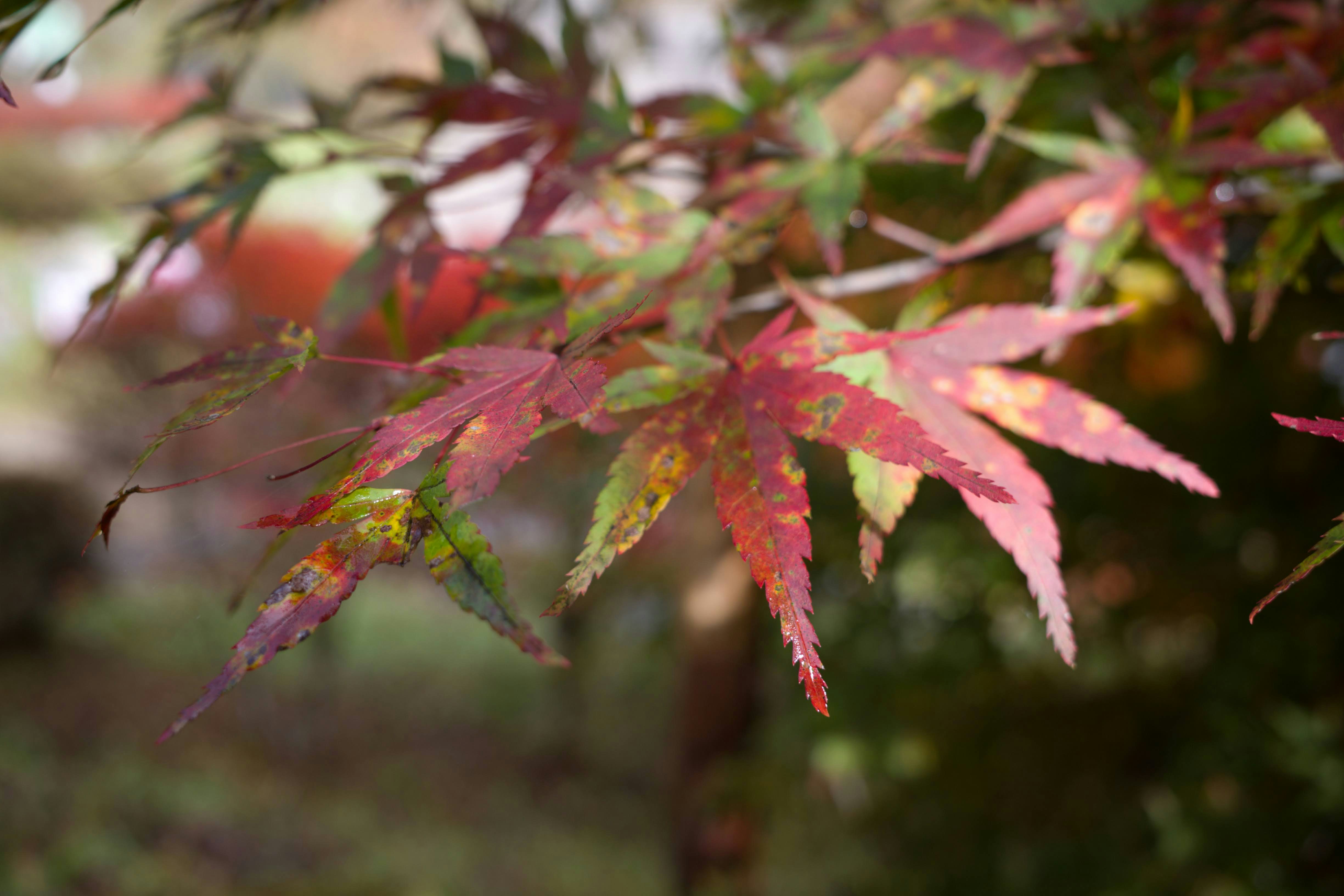 Photo by hotakasaito