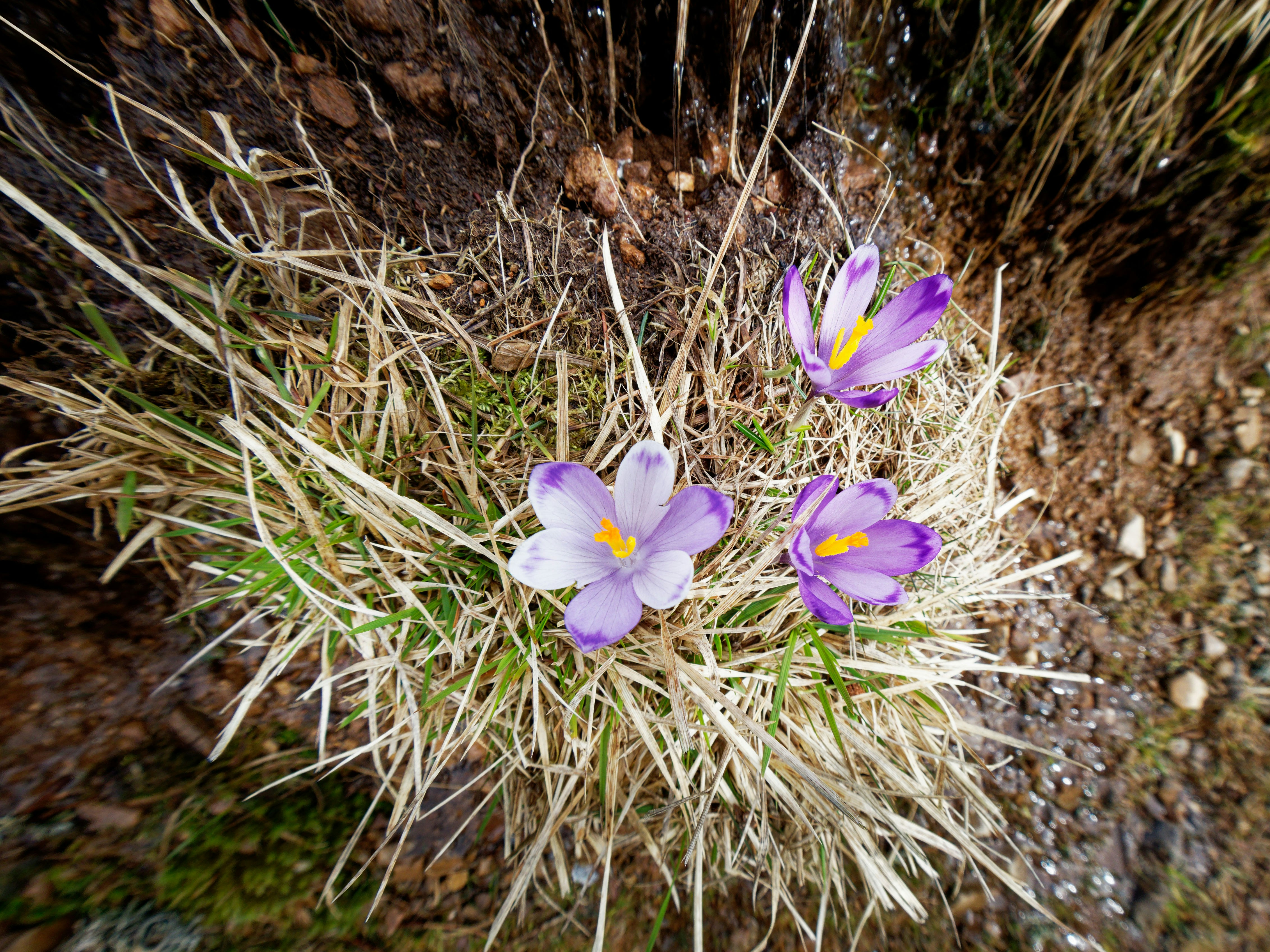 Photo by illes_cristi