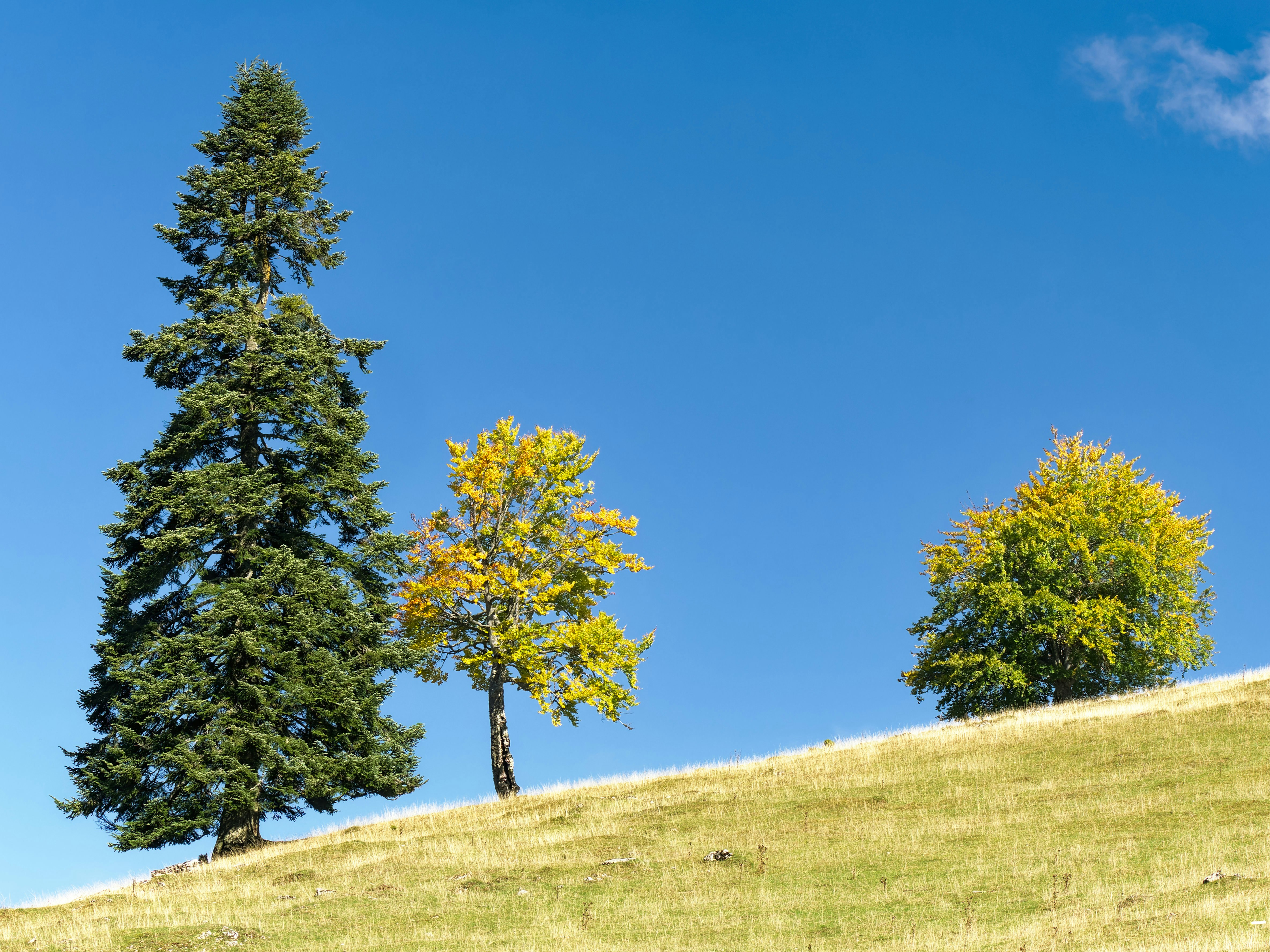 Photo by illes_cristi