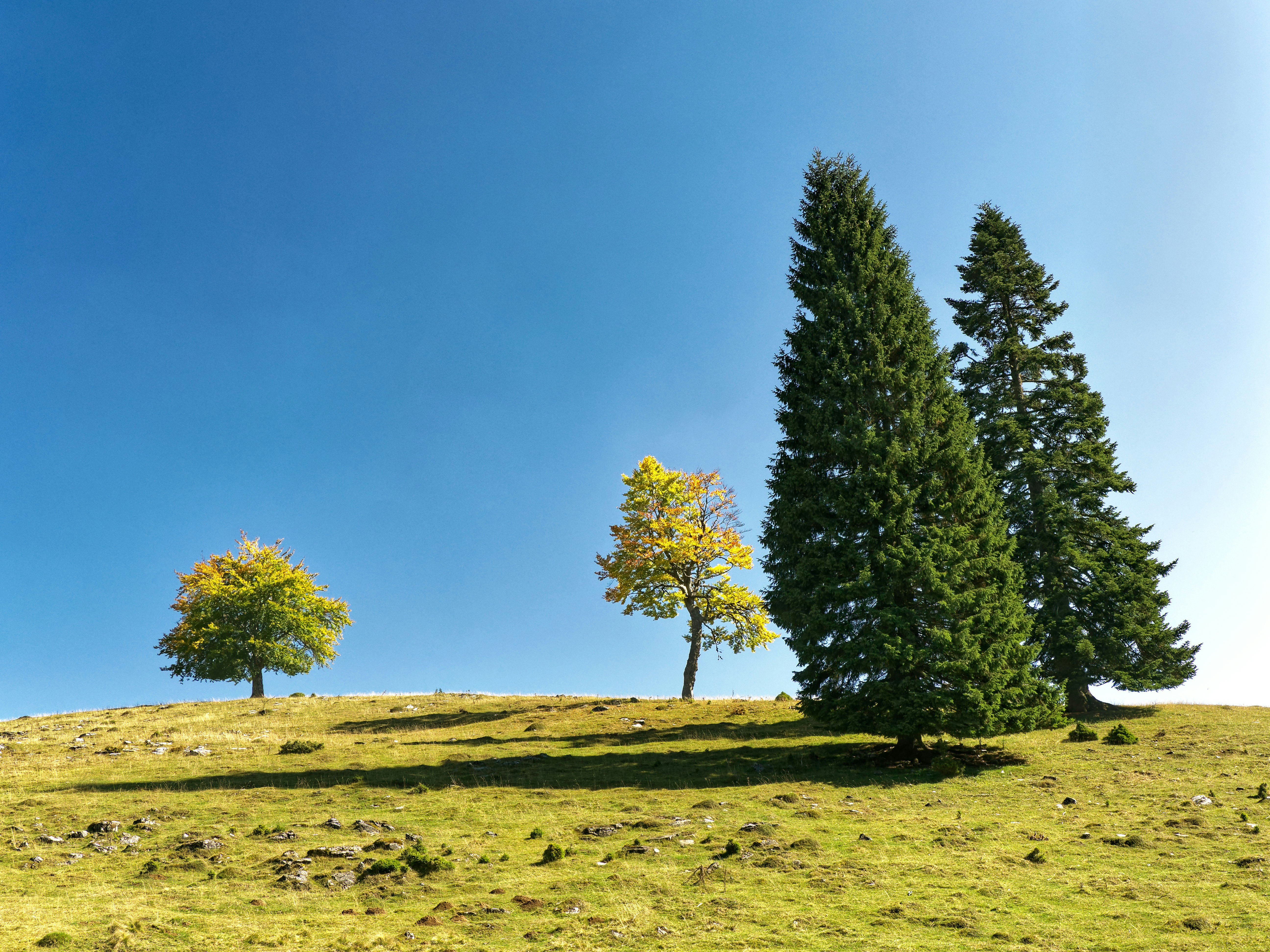 Photo by illes_cristi