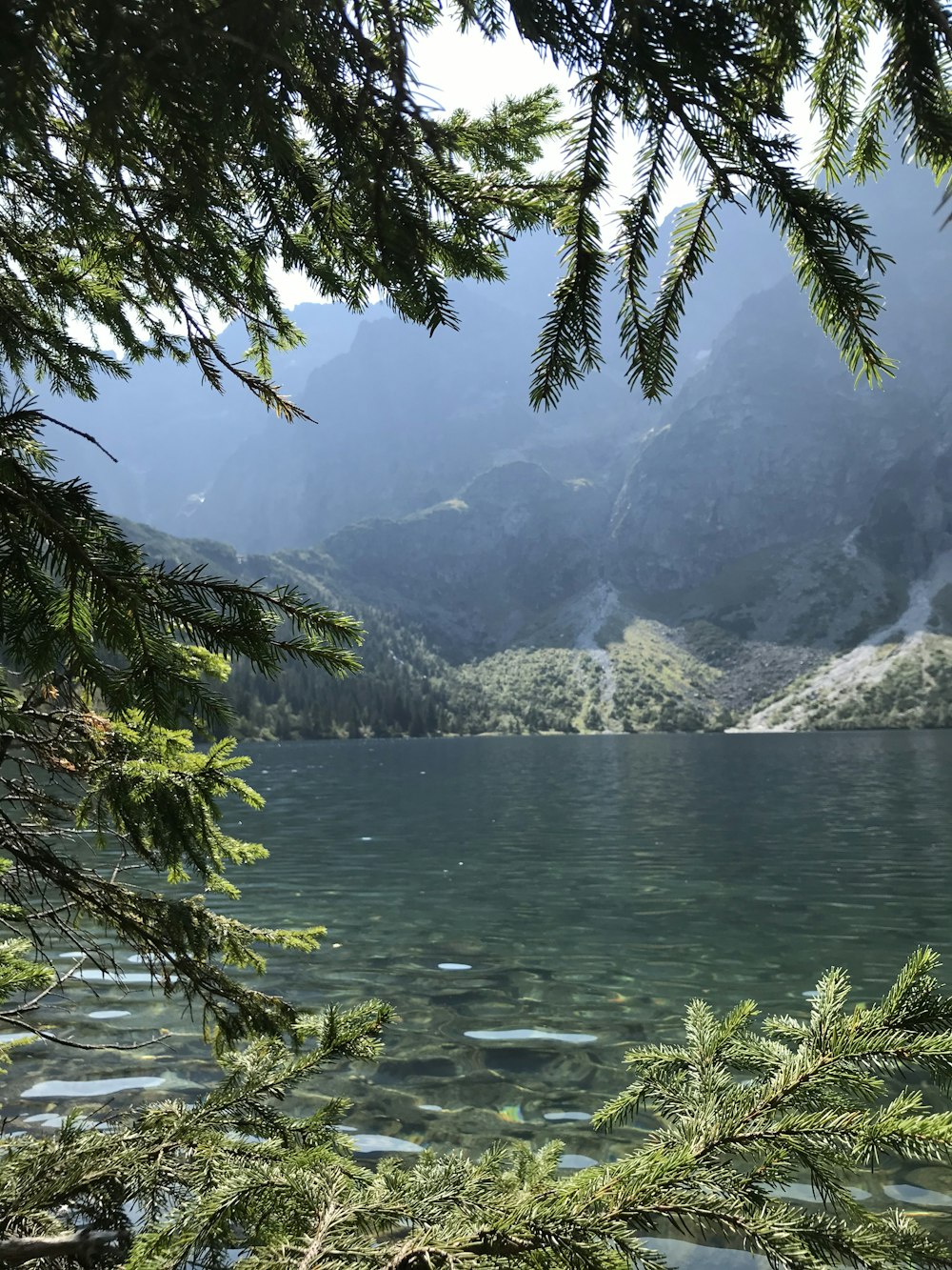 a view of a mountain lake through the branches of a tree