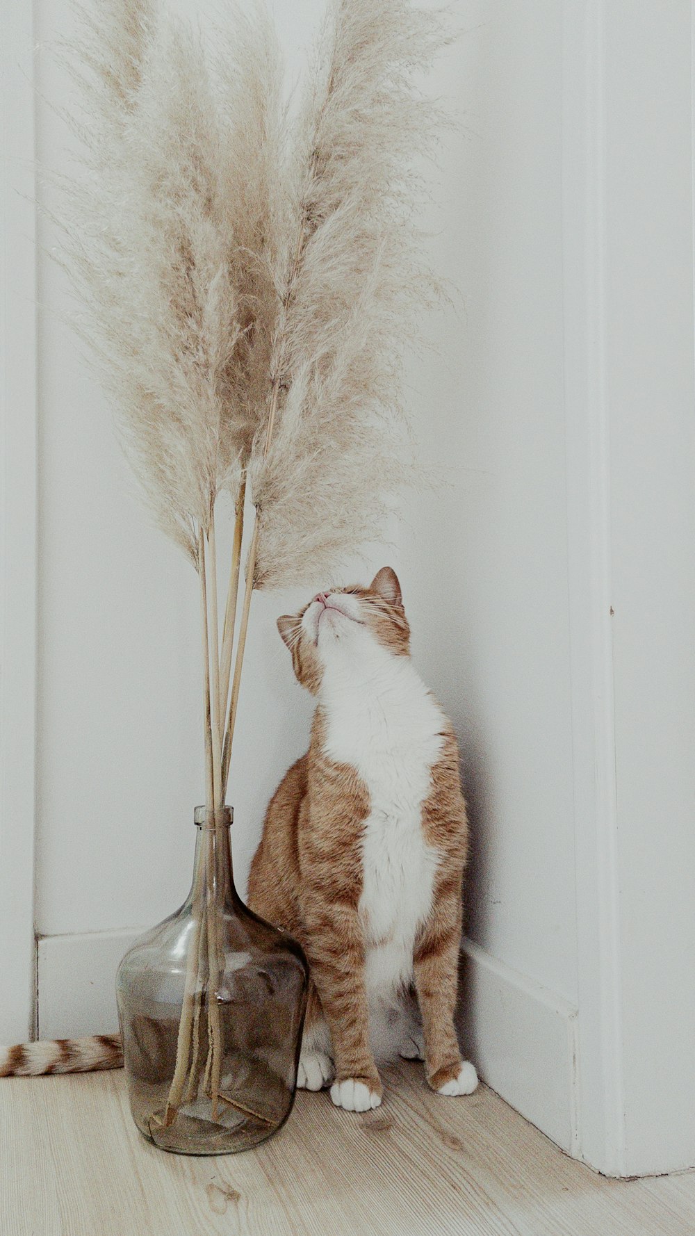 a cat sitting next to a vase with a plant in it