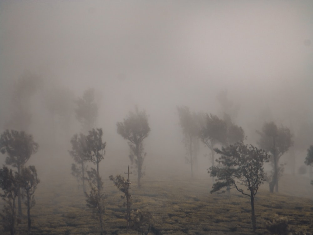 a foggy field with trees in the foreground