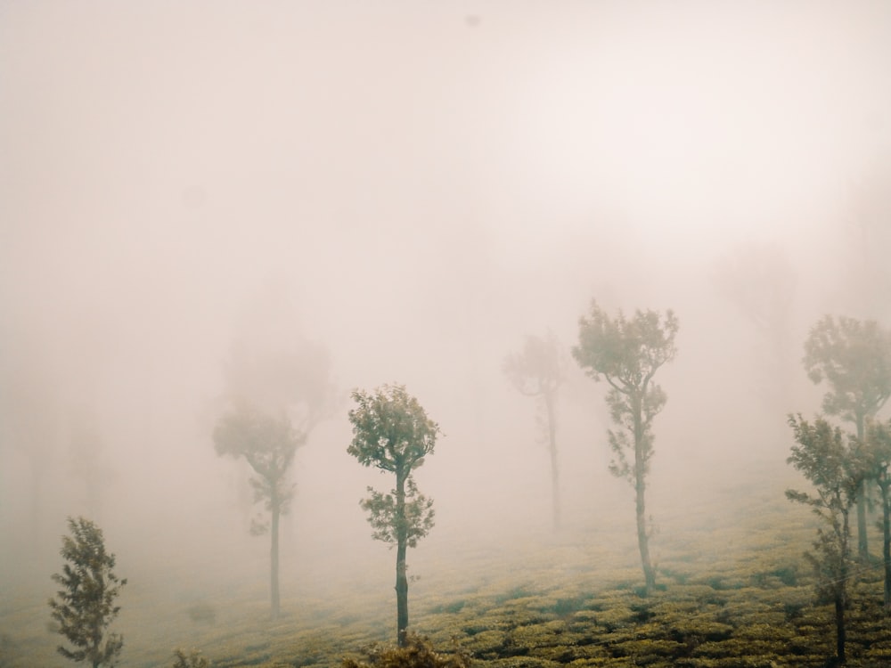 a group of trees in the middle of a foggy field