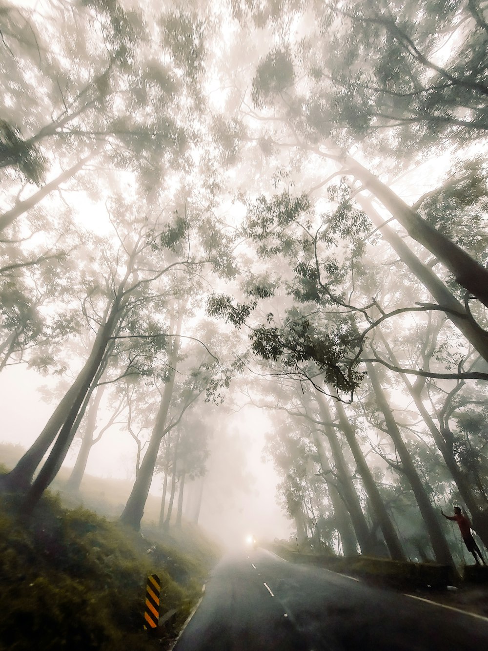 a foggy road with trees on both sides