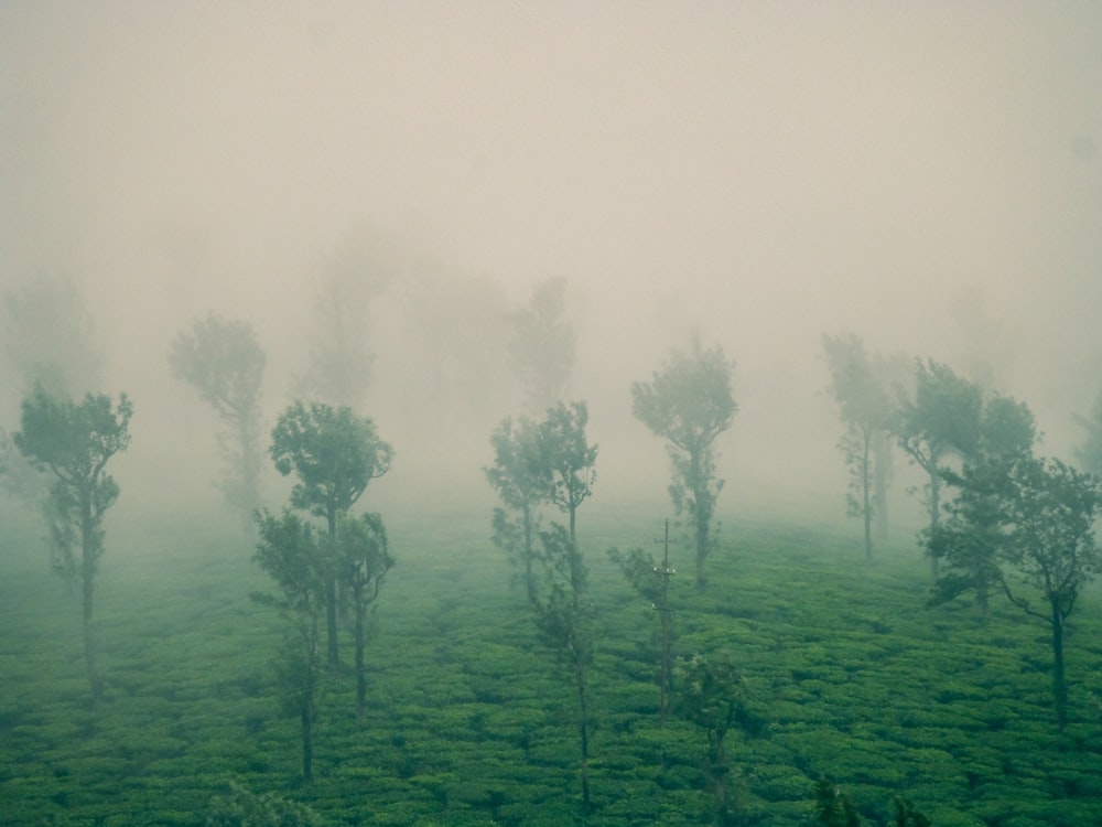 un champ brumeux avec des arbres au milieu