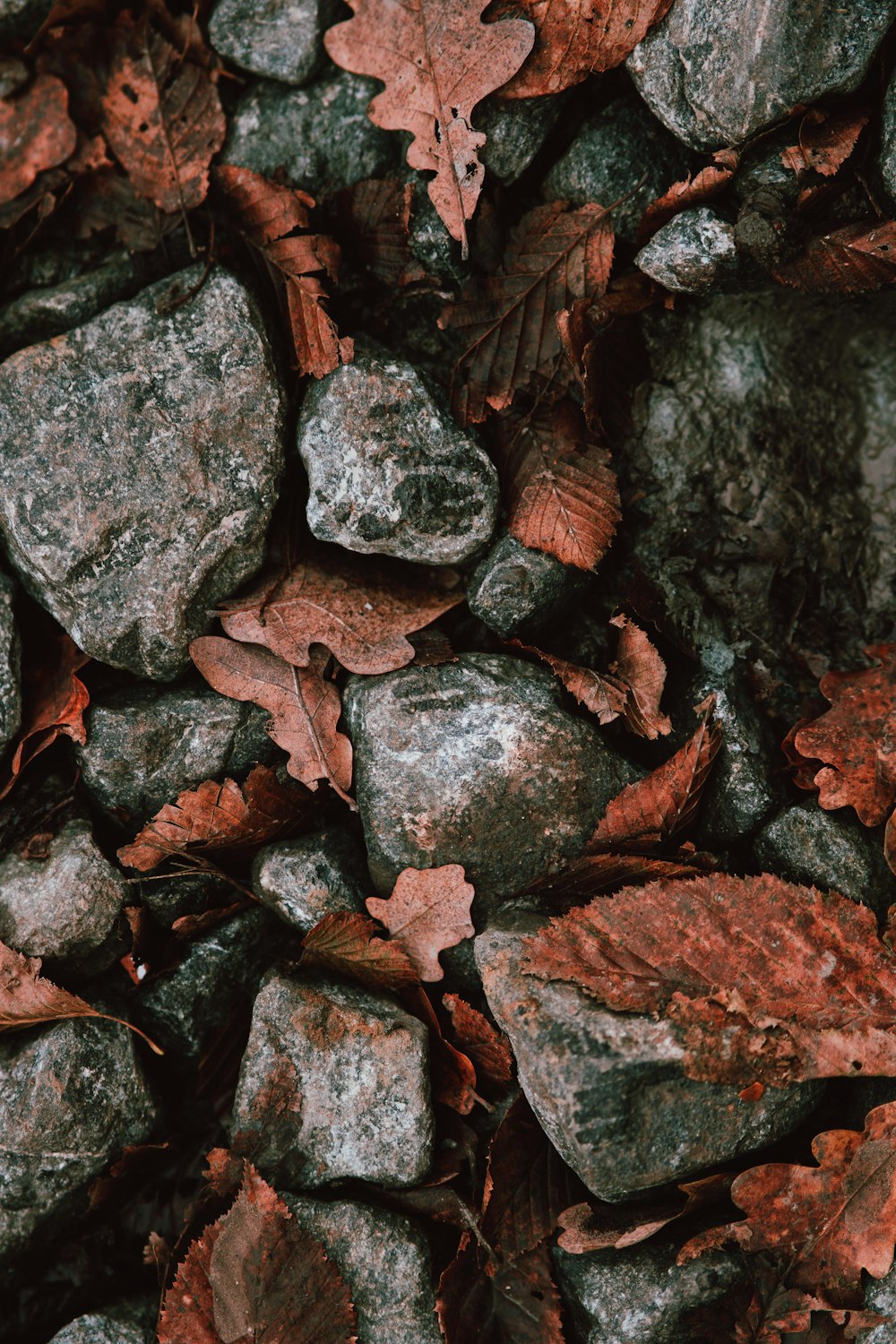 a close up of rocks and leaves on the ground