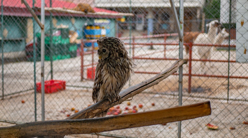 a bird sitting on a branch in a cage