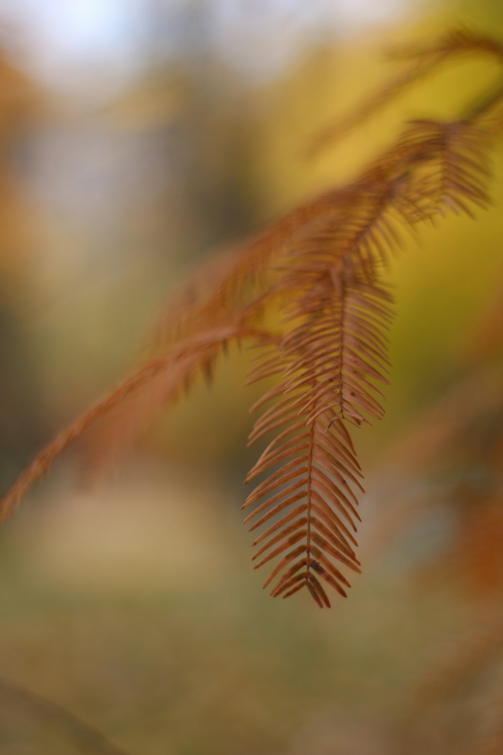 a close up of a tree branch with a blurry background