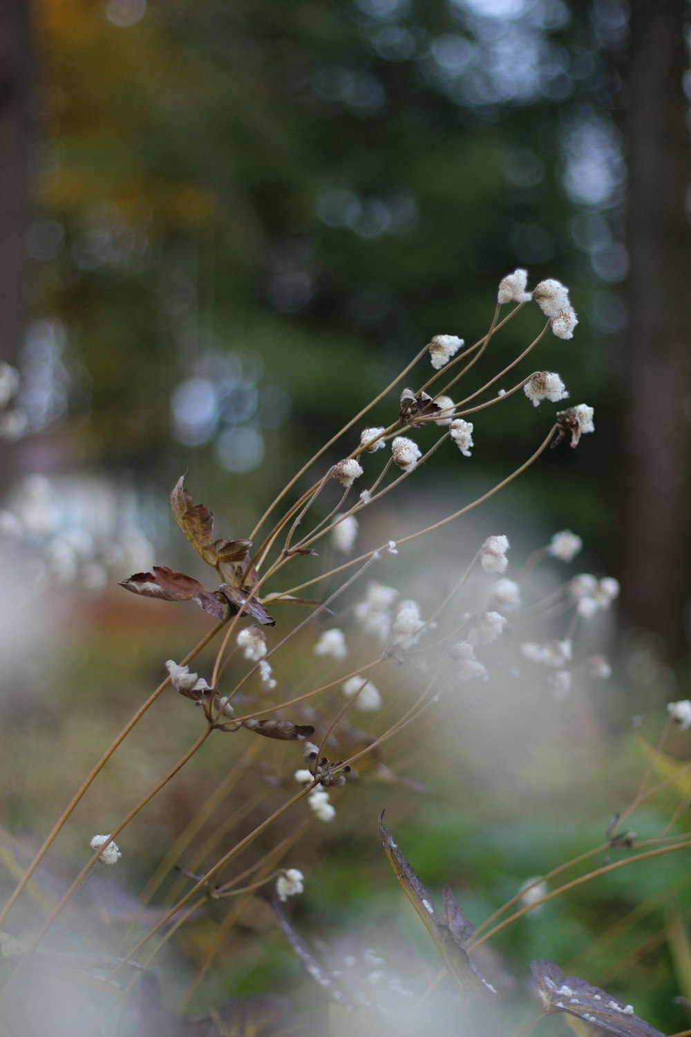 a close up of a plant with white flowers