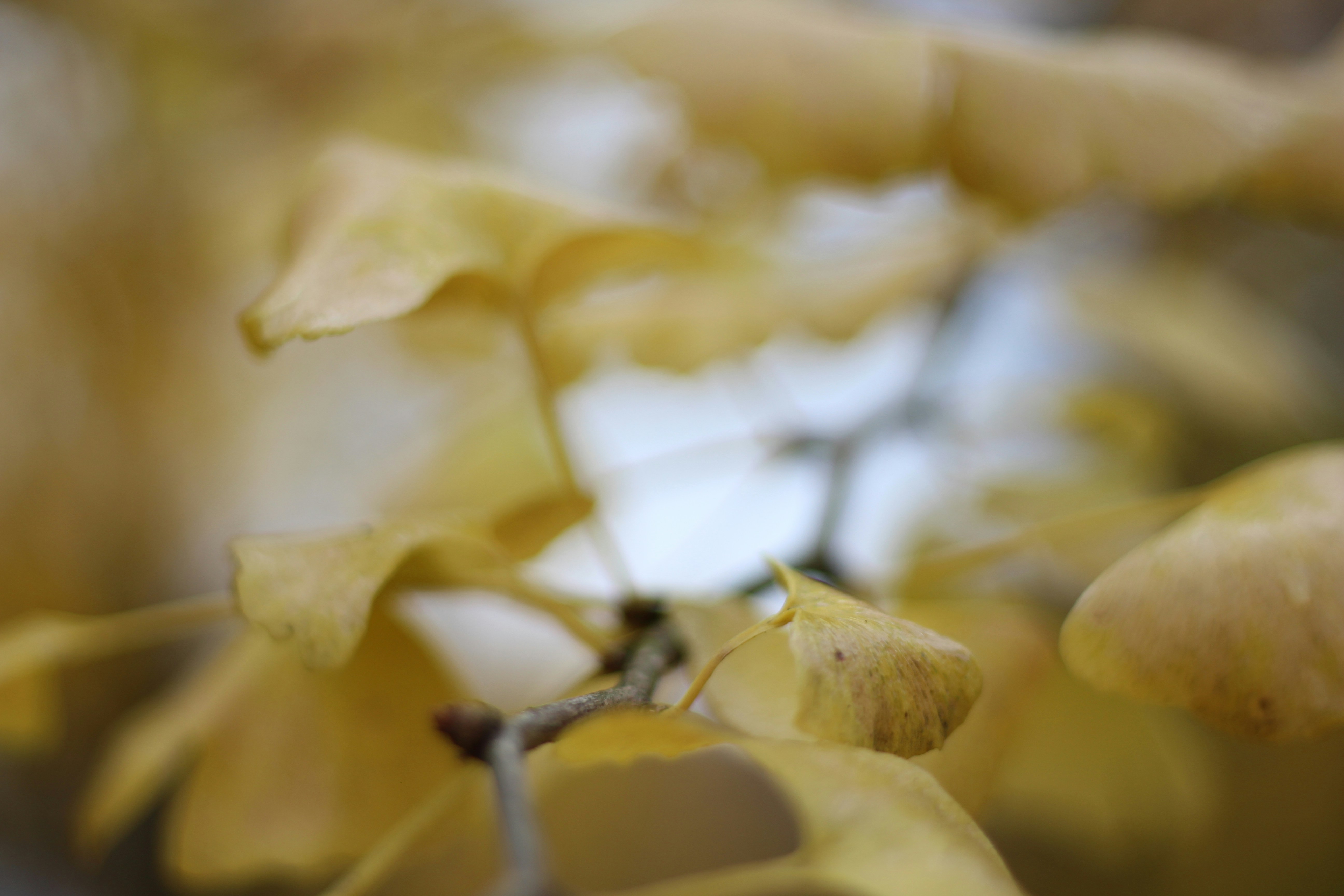 Photo by anna_c_wilhelm