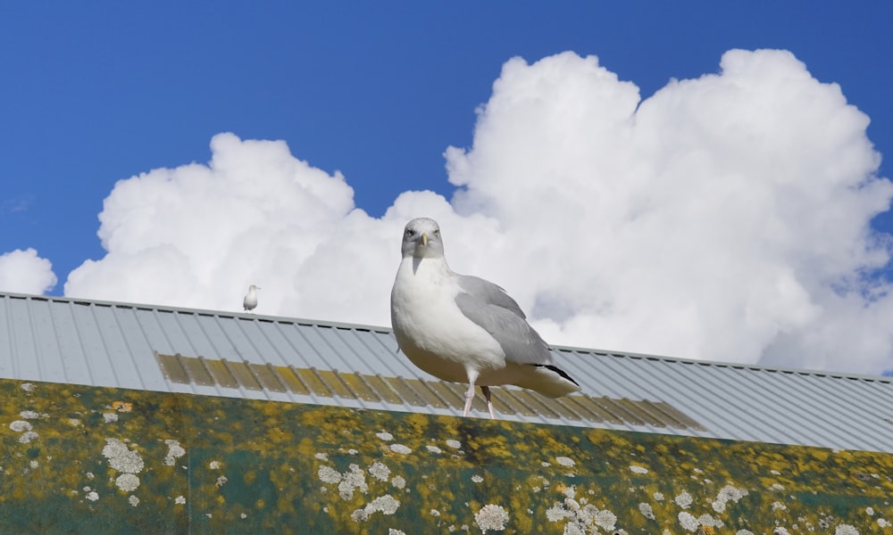 a seagull sitting on the roof of a building