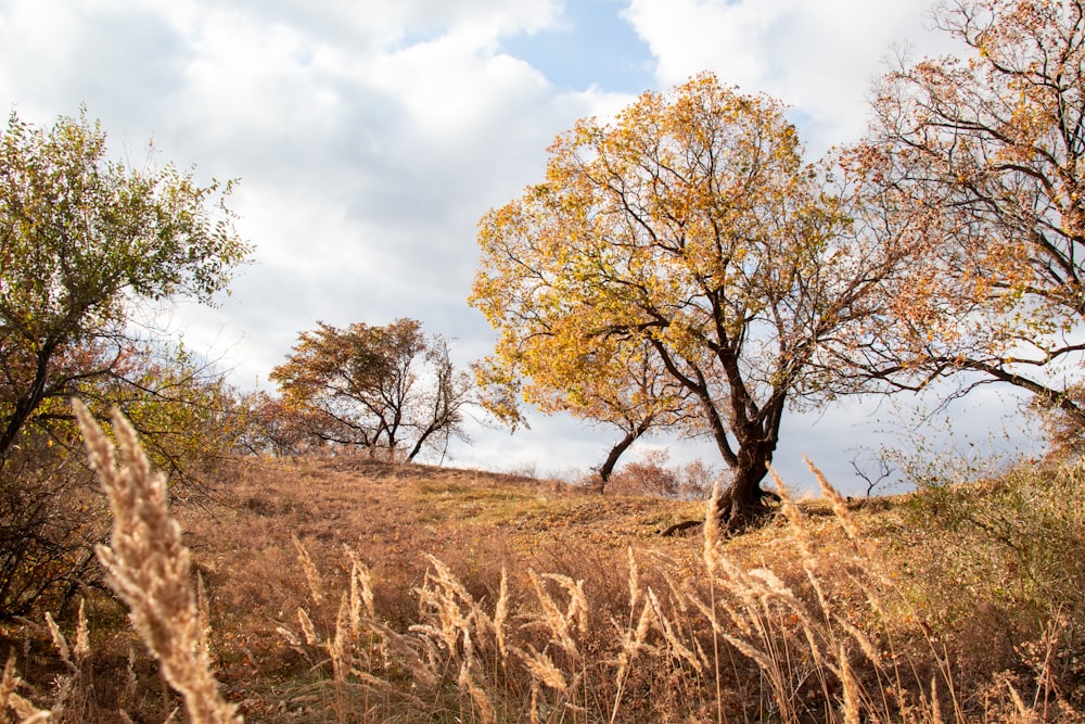 a grassy field with trees in the background