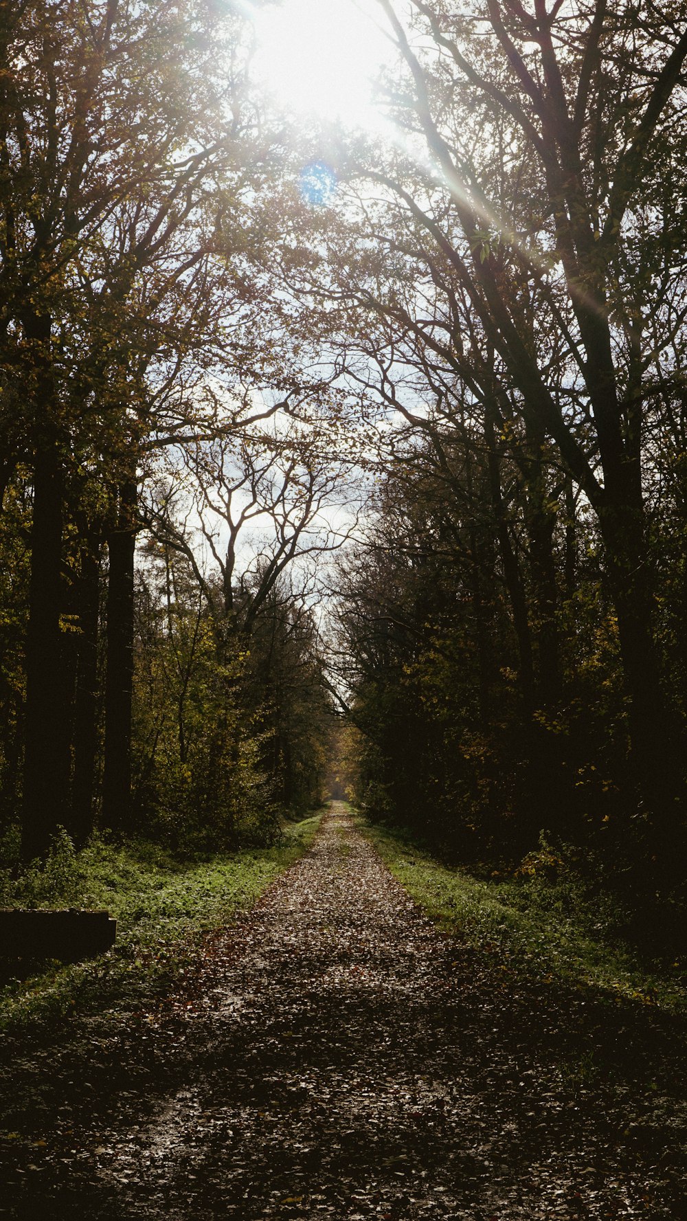 a dirt road surrounded by trees and grass