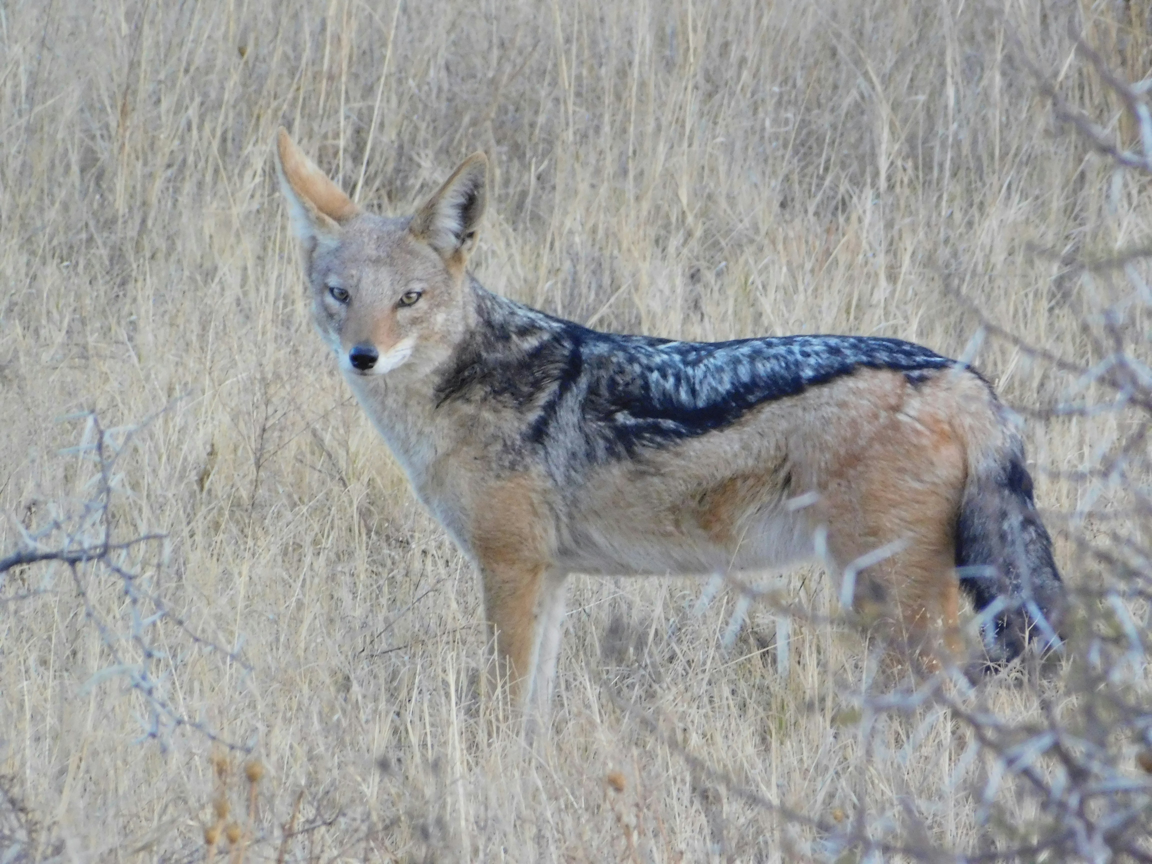 Photo by armandkamffer