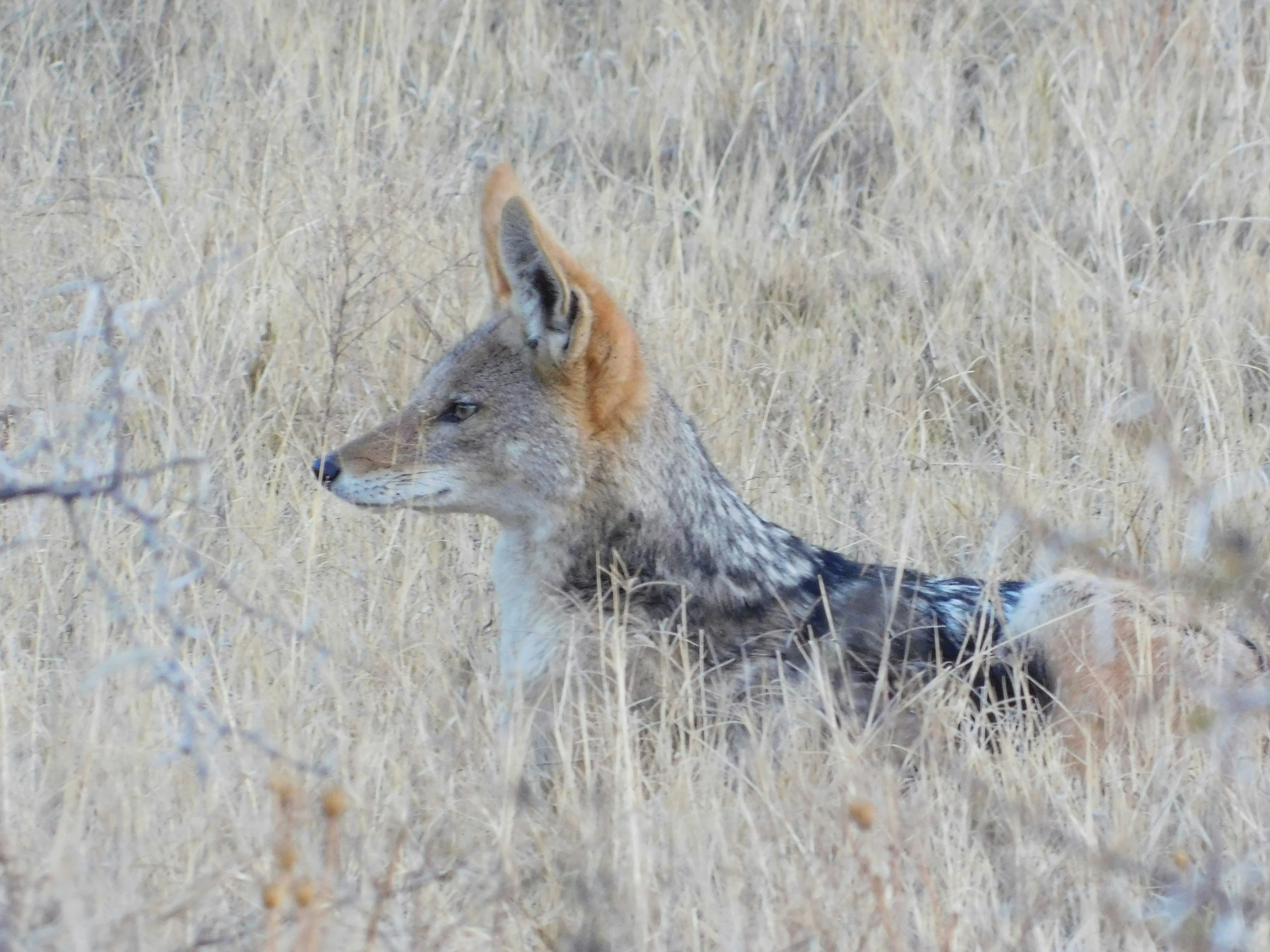 Photo by armandkamffer