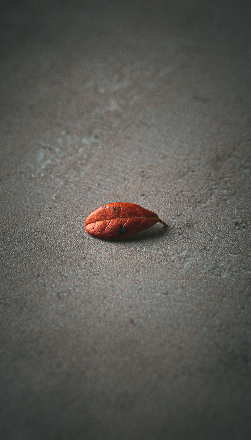 a red leaf laying on the ground