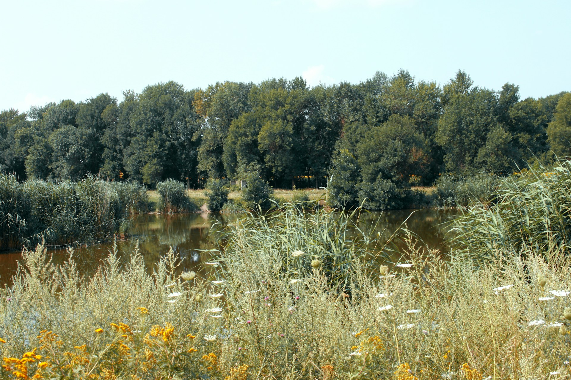 a body of water surrounded by lots of trees