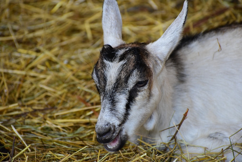 a baby goat laying on top of a pile of hay