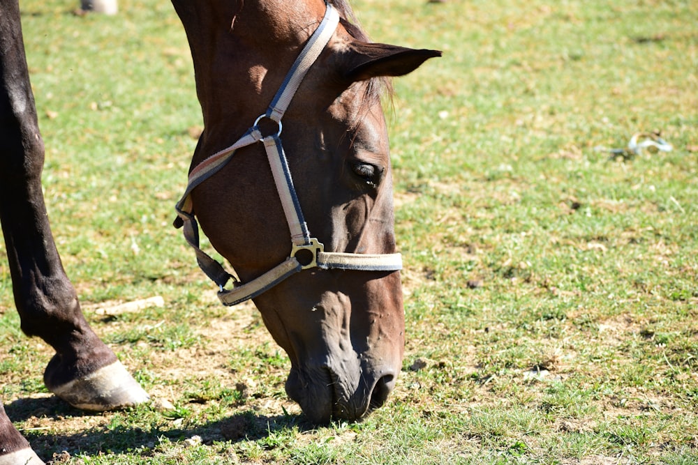 un cheval brun paissant sur un champ verdoyant