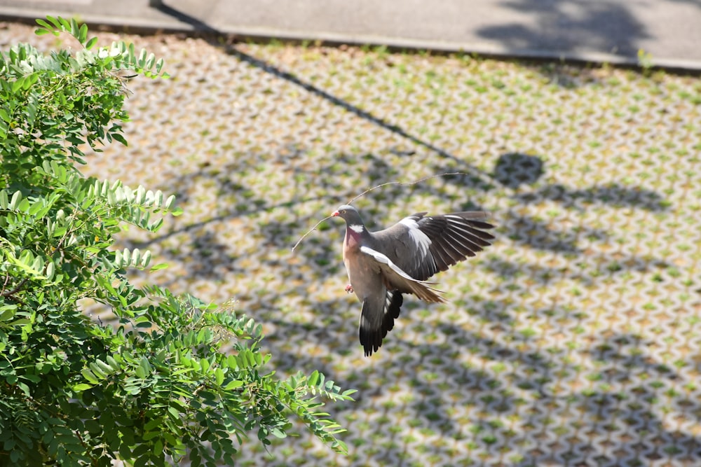 a bird is flying near a tree branch