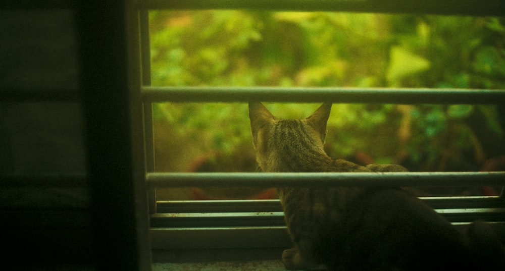 Un gatto seduto sul davanzale di una finestra che guarda fuori dalla finestra