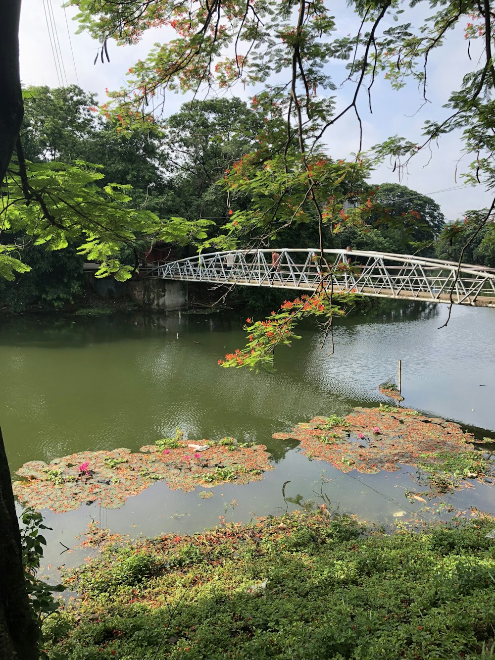 a bridge over a small pond in a park