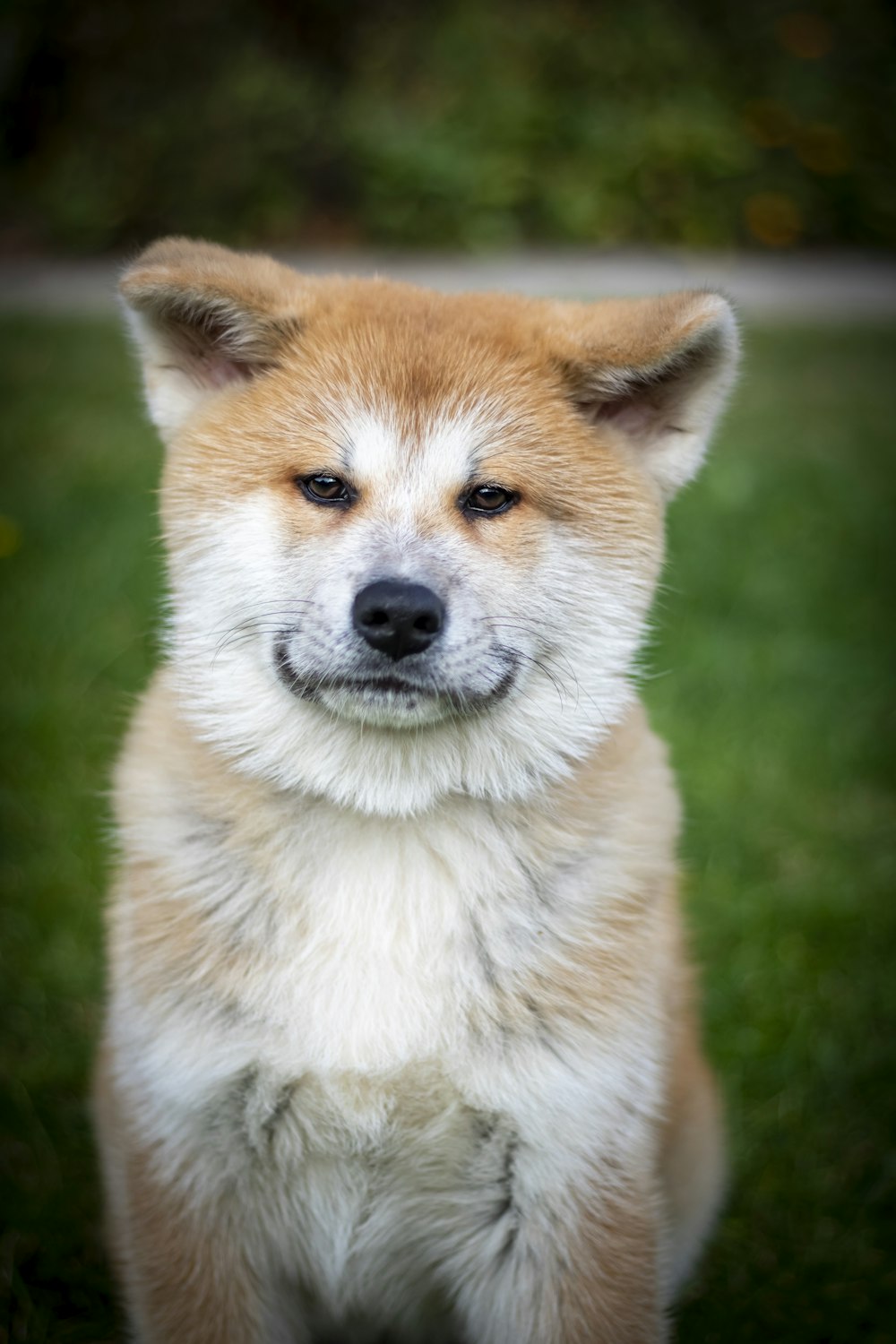 a dog sitting in the grass