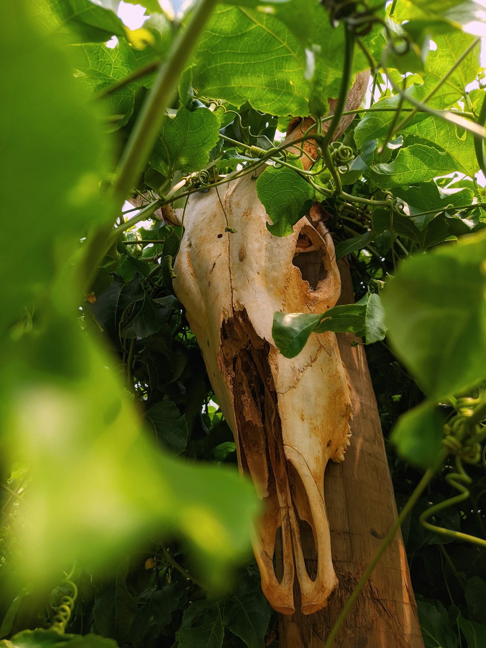 an animal's skull hanging from a tree branch