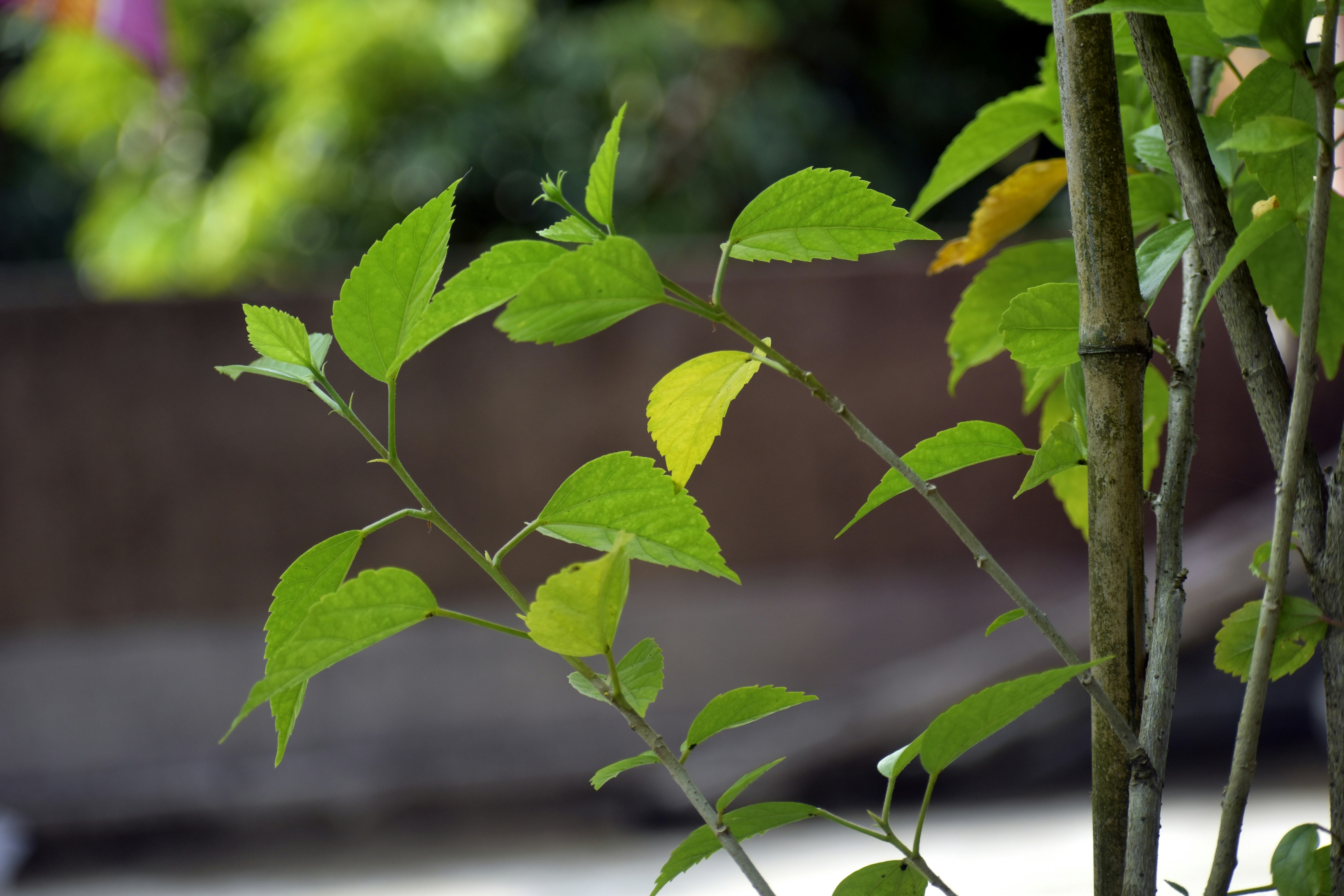 Photo by kaushick_1990