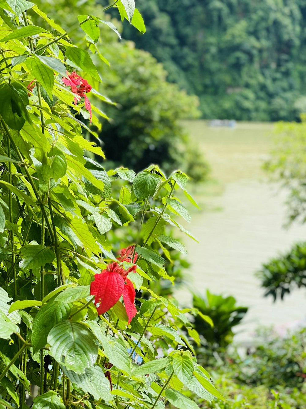 a red flower in the middle of a lush green forest