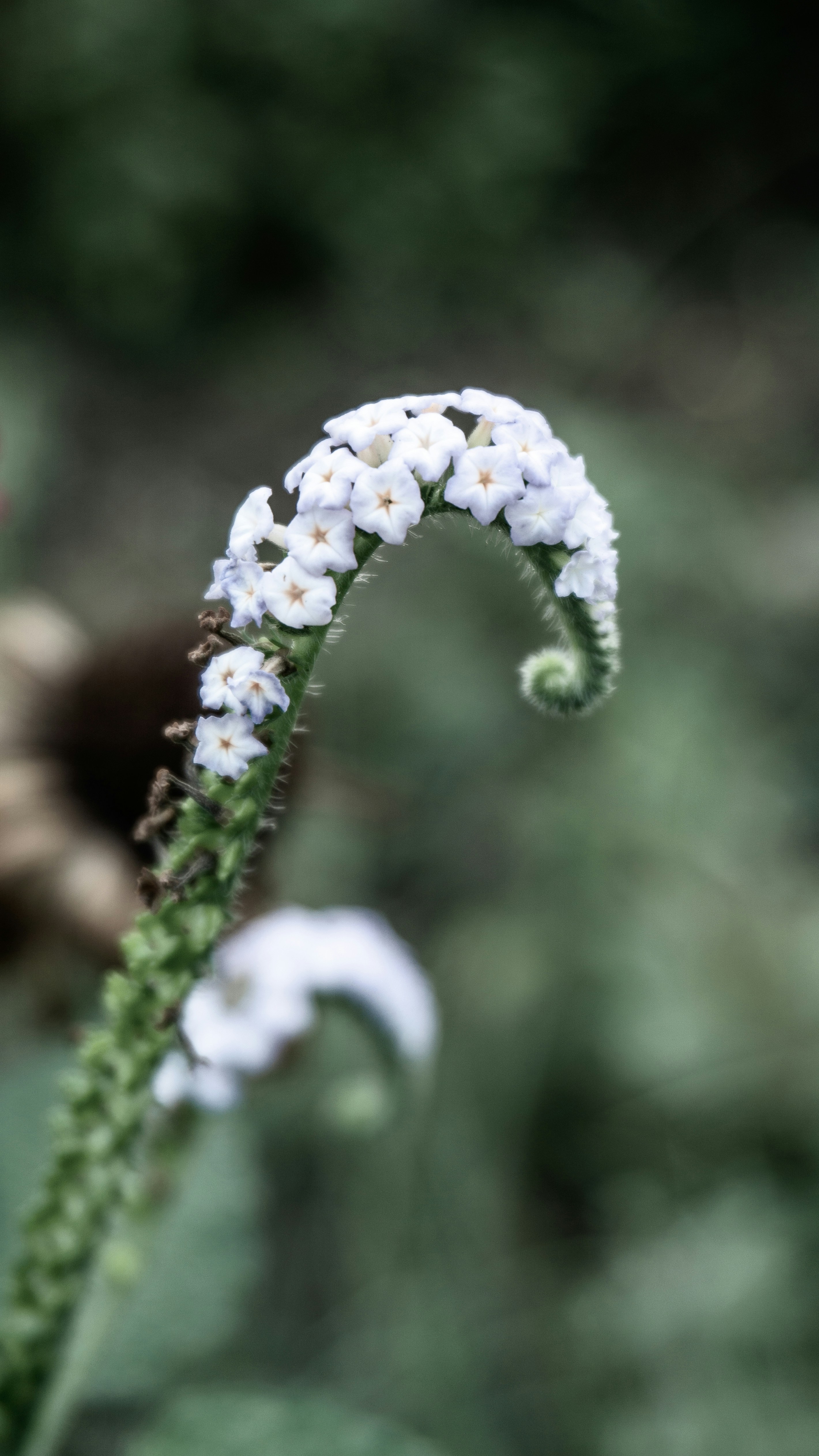 Photo by fdausfoto