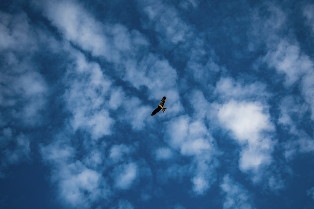 a bird flying through a cloudy blue sky