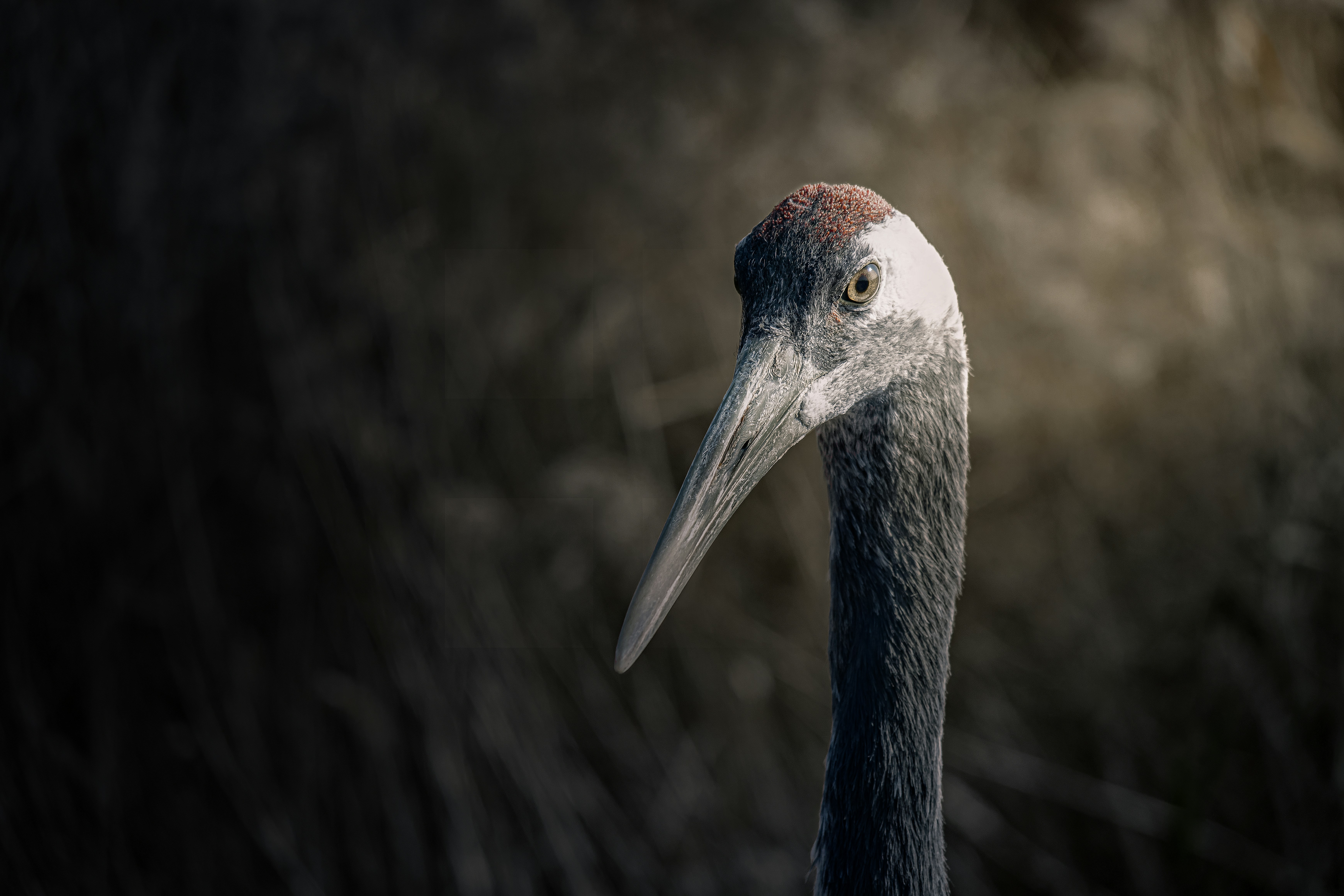 Photo by juliuscarmine