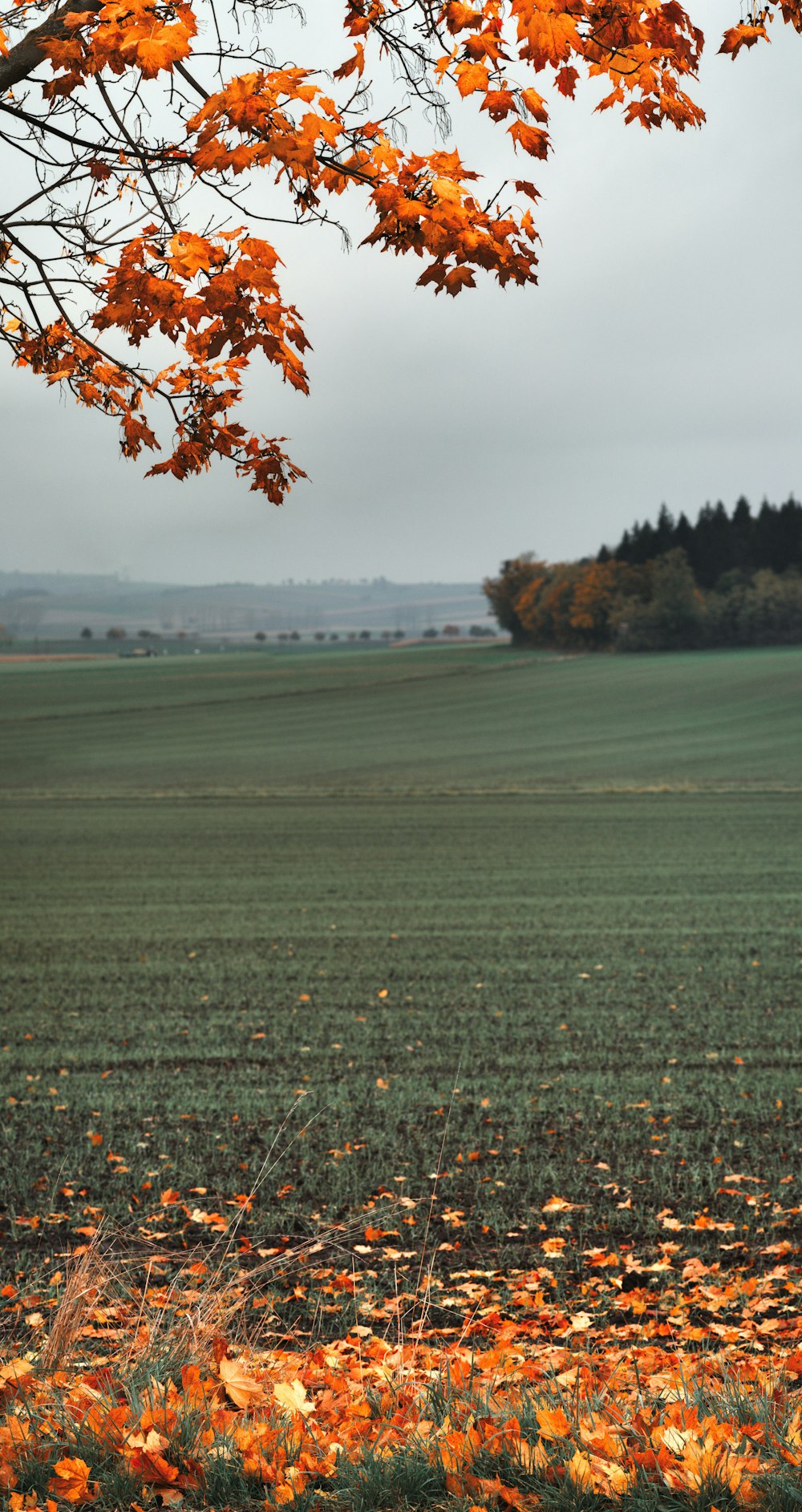 a field with lots of leaves on the ground