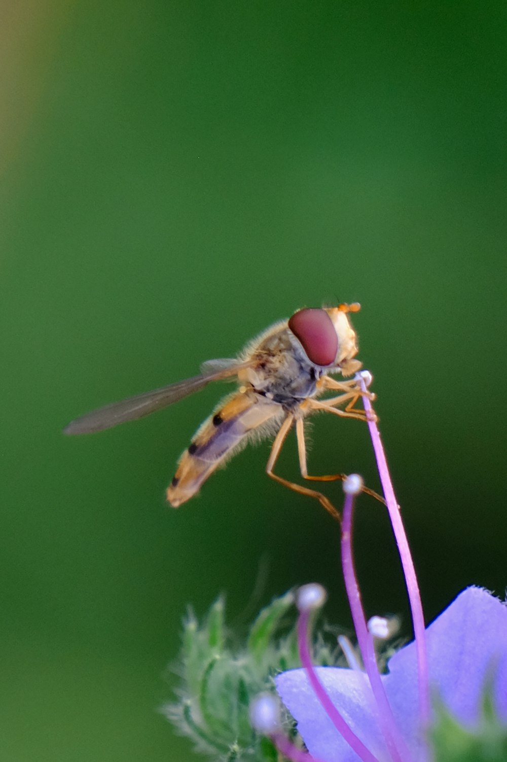 a fly sitting on top of a purple flower