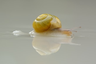 a close up of a snail on the water