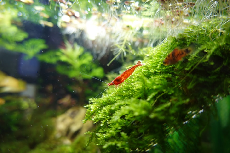 Fun facts about Freshwater Shrimp: Did you know?