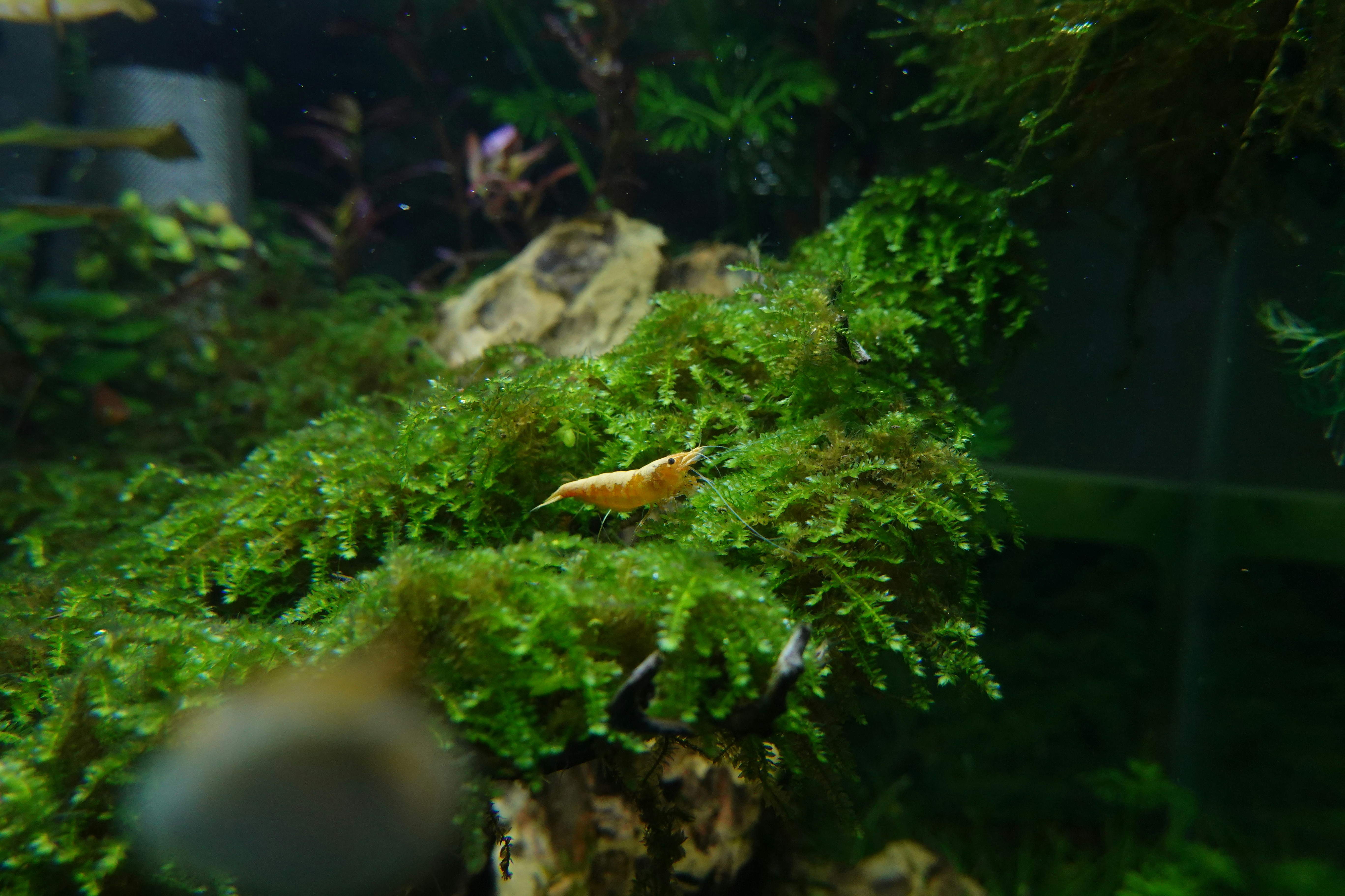 Vibrant Neocaridina Shrimp