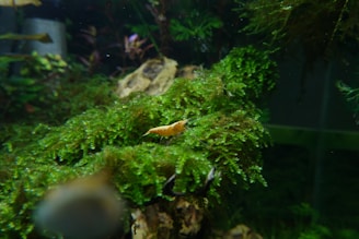 A small shrimp on vibrant green moss in an aquarium setting, with some driftwood and aquatic plants visible in the background.