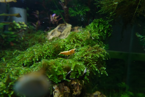 A small shrimp on vibrant green moss in an aquarium setting, with some driftwood and aquatic plants visible in the background.