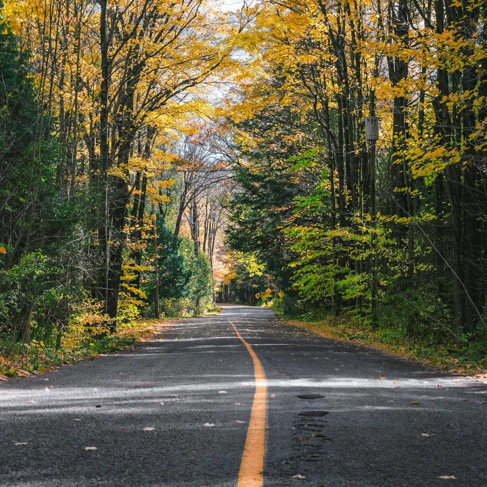 an empty road in the middle of a forest