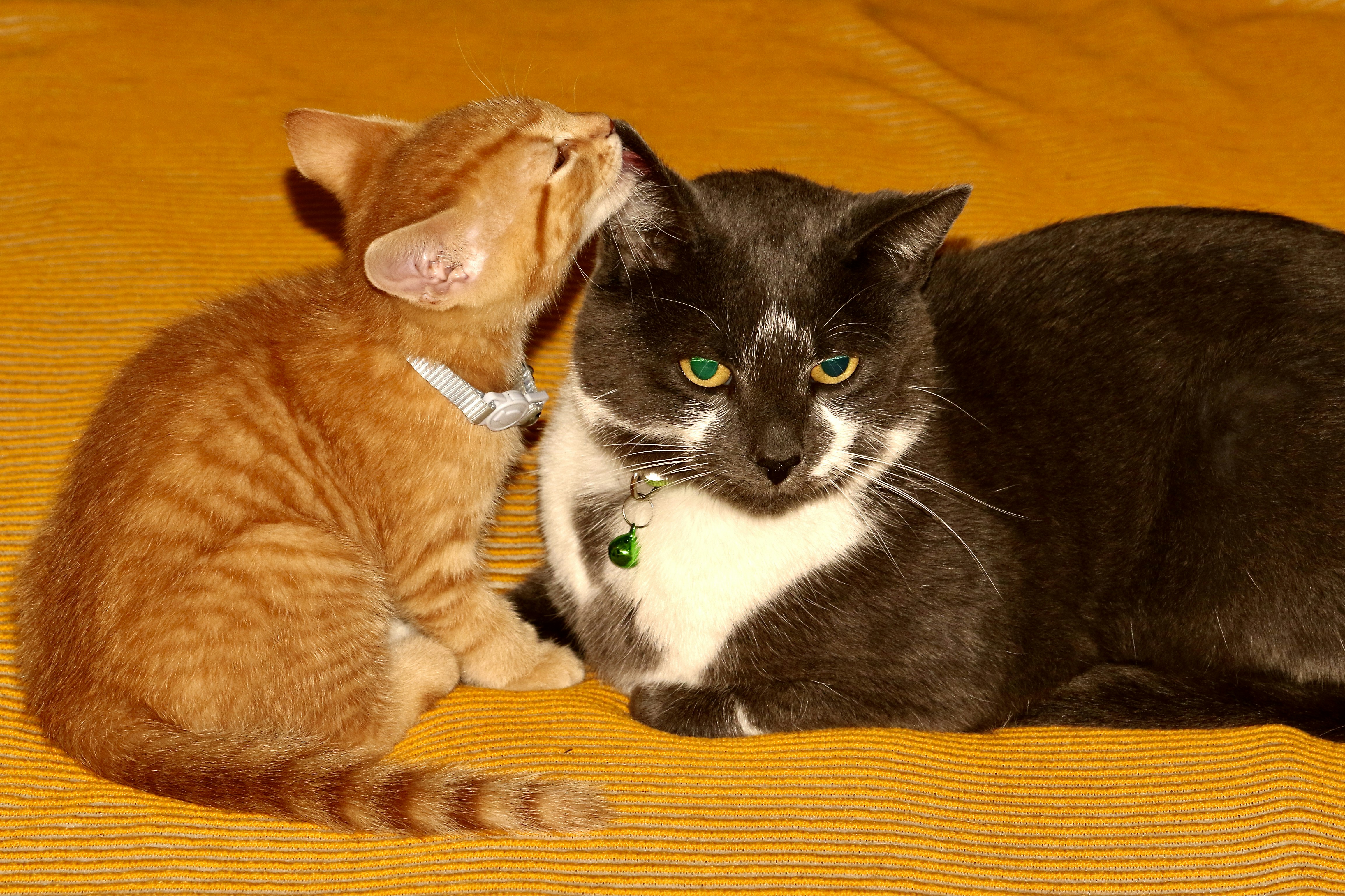 The Unlikely Friendship: A Kitten and a Hedgehog Take the Internet by Storm