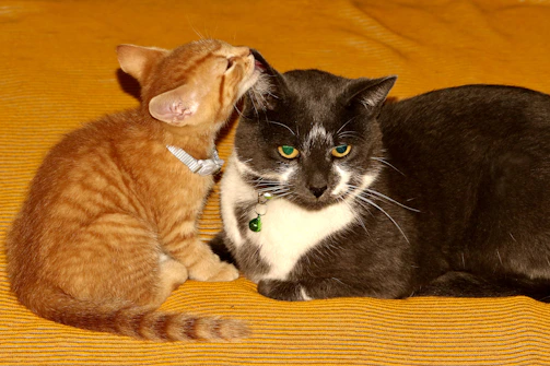 Two cats gently nuzzling each other, showing the bond of new friendships.