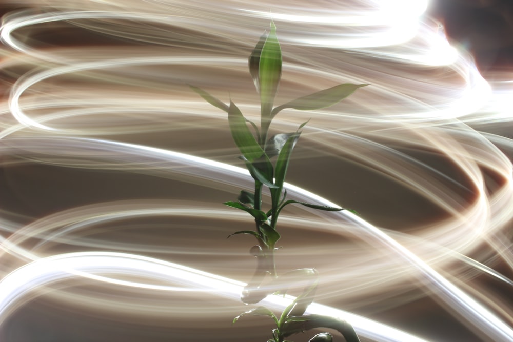 a blurry photo of a bamboo plant with long exposure