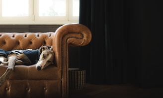 A happy dog resting comfortably in a cozy, autumn-themed indoor space.