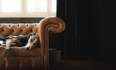 A happy dog resting comfortably in a cozy, autumn-themed indoor space.